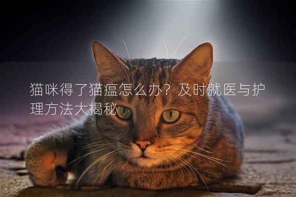 貓咪得了貓瘟怎么辦？及時就醫與護理方法大揭秘