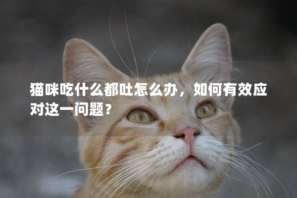 貓咪吃什么都吐怎么辦，如何有效應對這一問題？