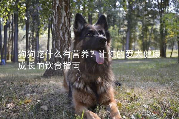 狗狗吃什么有營養(yǎng)？讓你的愛犬健康成長的飲食指南