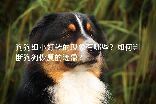 狗狗細(xì)小好轉(zhuǎn)的現(xiàn)象有哪些？如何判斷狗狗恢復(fù)的跡象？