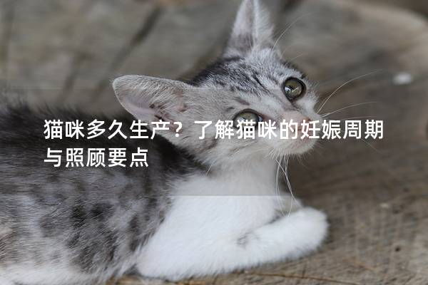 貓咪多久生產(chǎn)？了解貓咪的妊娠周期與照顧要點(diǎn)