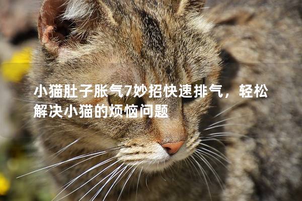 小貓肚子脹氣7妙招快速排氣,輕松解決小貓的煩惱問題 小貓肚子脹氣7妙招快速排氣,輕松解決小貓的煩惱問題
