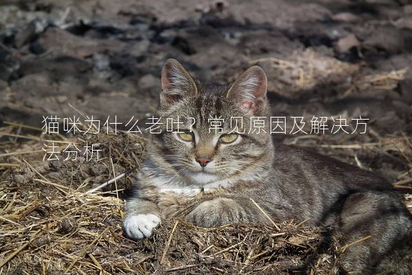 貓咪為什么老吐？常見原因及解決方法分析