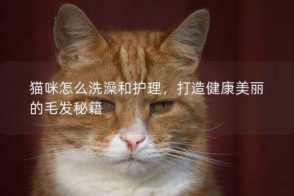 貓咪怎么洗澡和護理，打造健康美麗的毛發秘籍