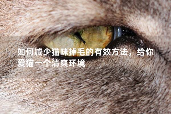 如何減少貓咪掉毛的有效方法，給你愛貓一個清爽環(huán)境
