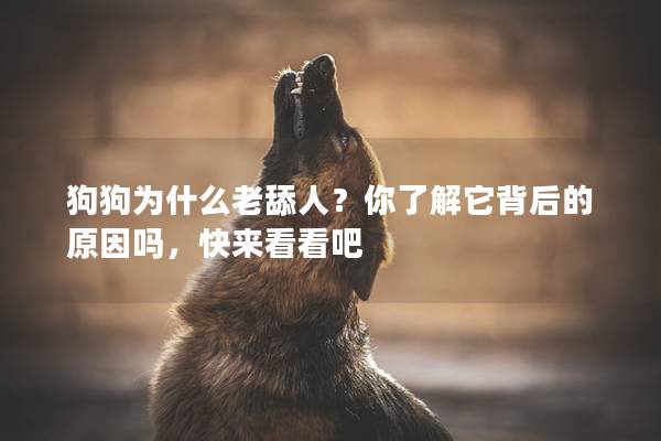 狗狗為什么老舔人？你了解它背后的原因嗎，快來看看吧