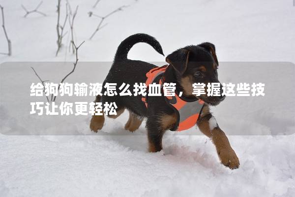 給狗狗輸液怎么找血管，掌握這些技巧讓你更輕松