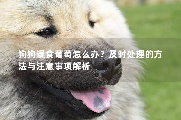 狗狗誤食葡萄怎么辦？及時處理的方法與注意事項解析