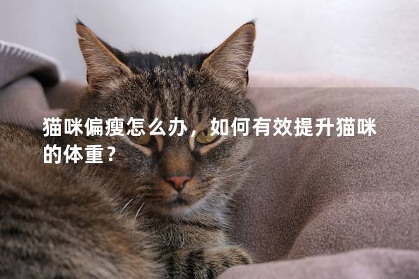貓咪偏瘦怎么辦，如何有效提升貓咪的體重？