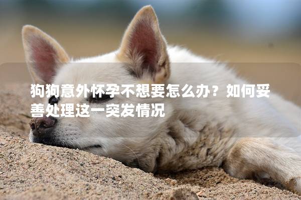 狗狗意外懷孕不想要怎么辦？如何妥善處理這一突發(fā)情況