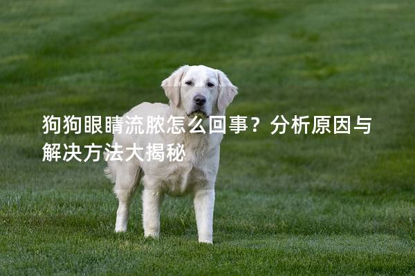 狗狗眼睛流膿怎么回事？分析原因與解決方法大揭秘