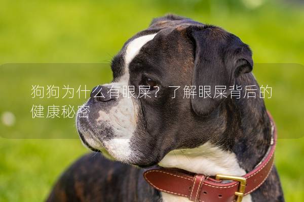 狗狗為什么有眼屎？了解眼屎背后的健康秘密
