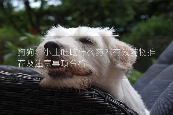 狗狗細小止吐吃什么藥？有效藥物推薦及注意事項分析