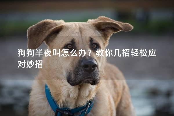 狗狗半夜叫怎么辦？教你幾招輕松應(yīng)對(duì)妙招