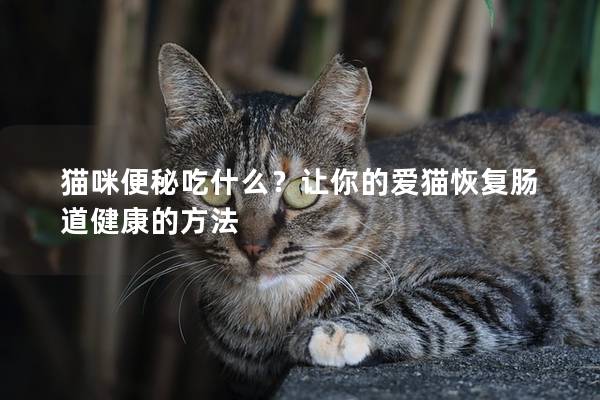 貓咪便秘吃什么？讓你的愛貓恢復腸道健康的方法