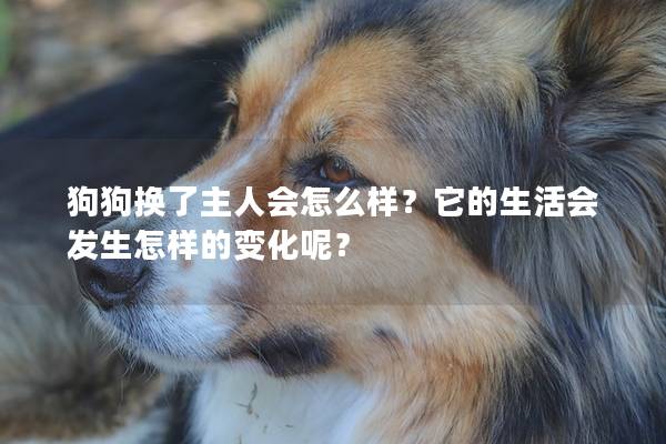 狗狗換了主人會怎么樣？它的生活會發生怎樣的變化呢？