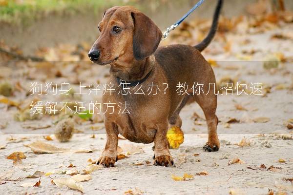 狗狗身上癢癢怎么辦?教你幾招快速緩解不適的方法 狗狗身上癢癢怎么辦?教你幾招快速緩解不適的方法