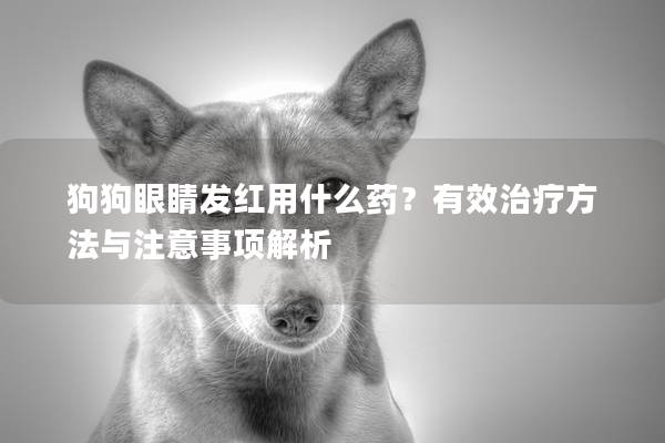 狗狗眼睛發(fā)紅用什么藥？有效治療方法與注意事項解析