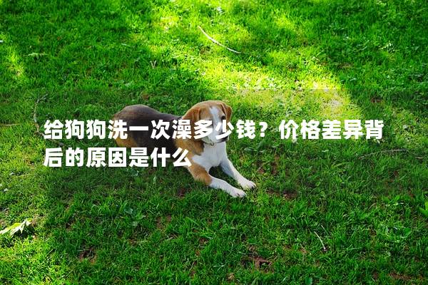 給狗狗洗一次澡多少錢？價格差異背后的原因是什么