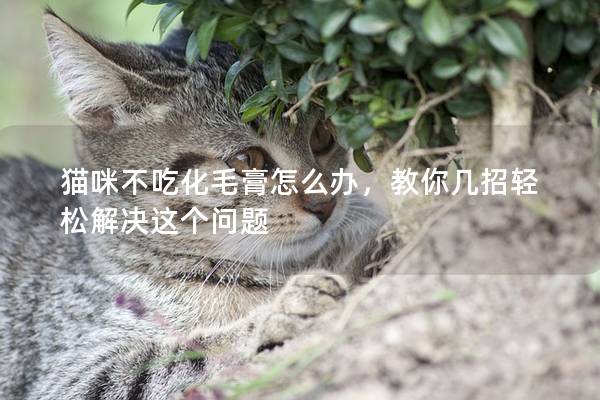 貓咪不吃化毛膏怎么辦，教你幾招輕松解決這個(gè)問(wèn)題