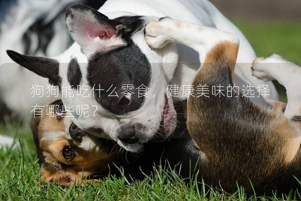 狗狗能吃什么零食，健康美味的選擇有哪些呢？