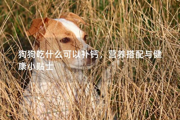 狗狗吃什么可以補鈣，營養(yǎng)搭配與健康小貼士