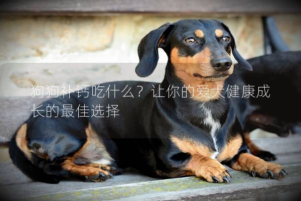狗狗補鈣吃什么?讓你的愛犬健康成長的最佳選擇 狗狗補鈣吃什么?讓你的愛犬健康成長的最佳選擇