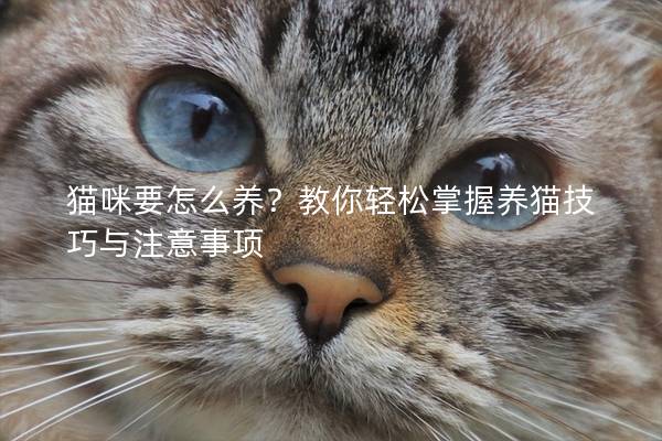 貓咪要怎么養(yǎng)？教你輕松掌握養(yǎng)貓技巧與注意事項