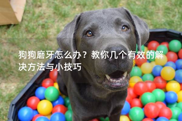 狗狗磨牙怎么辦？教你幾個(gè)有效的解決方法與小技巧