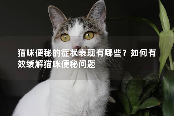 貓咪便秘的癥狀表現有哪些？如何有效緩解貓咪便秘問題