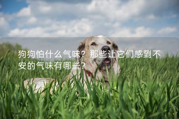 狗狗怕什么氣味？那些讓它們感到不安的氣味有哪些？