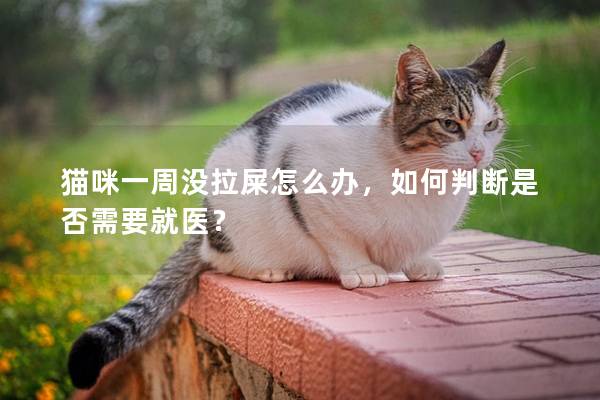 貓咪一周沒拉屎怎么辦，如何判斷是否需要就醫？