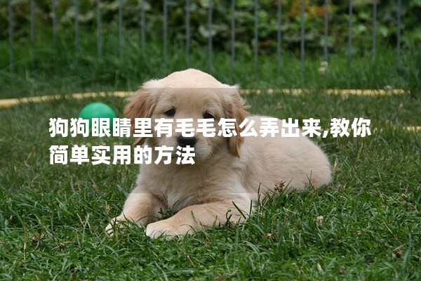 狗狗眼睛里有毛毛怎么弄出來(lái),教你簡(jiǎn)單實(shí)用的方法 狗狗眼睛里有毛毛怎么弄出來(lái),教你簡(jiǎn)單實(shí)用的方法