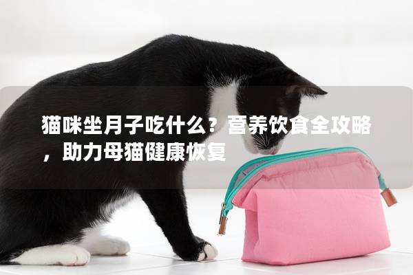 貓咪坐月子吃什么？營養飲食全攻略，助力母貓健康恢復