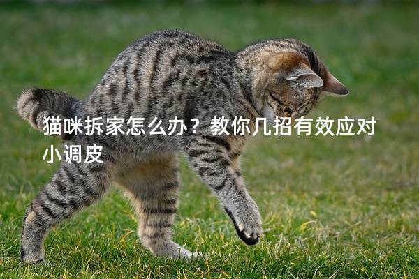 貓咪拆家怎么辦？教你幾招有效應對小調皮