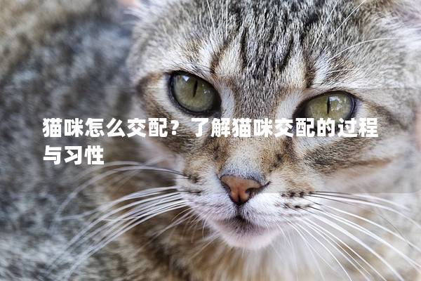 貓咪怎么交配？了解貓咪交配的過程與習(xí)性