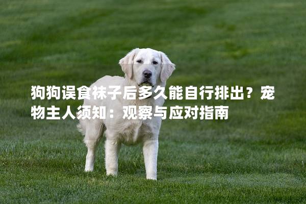 狗狗誤食襪子后多久能自行排出？寵物主人須知：觀察與應(yīng)對(duì)指南