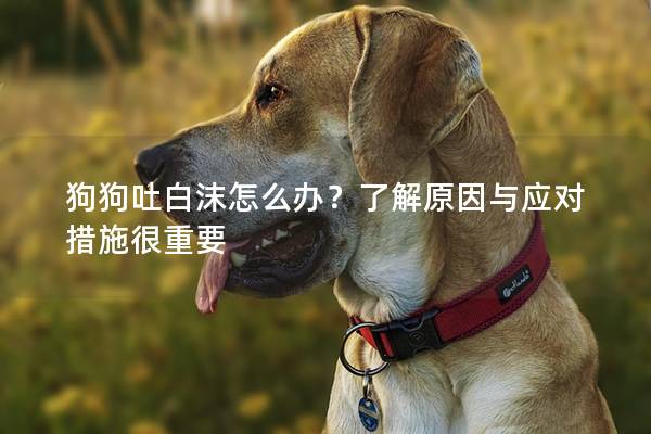 狗狗吐白沫怎么辦？了解原因與應對措施很重要