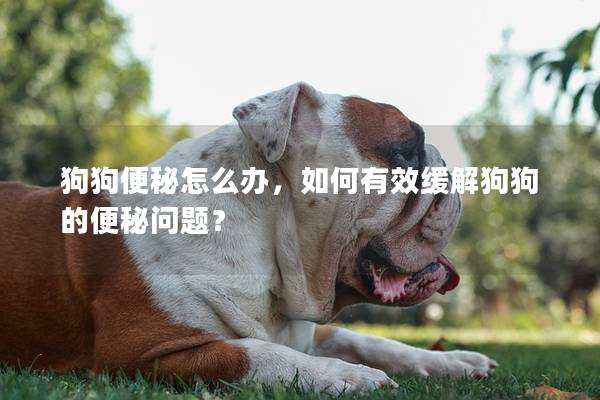 狗狗便秘怎么辦，如何有效緩解狗狗的便秘問(wèn)題？