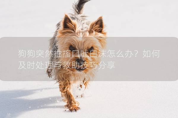狗狗突然抽搐口吐白沫怎么辦？如何及時處理與救助技巧分享