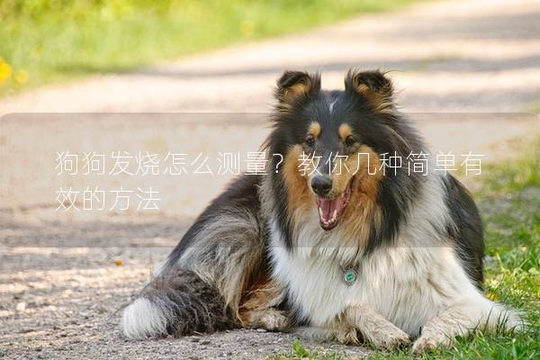 狗狗發燒怎么測量？教你幾種簡單有效的方法