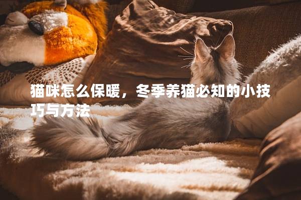 貓咪怎么保暖，冬季養貓必知的小技巧與方法