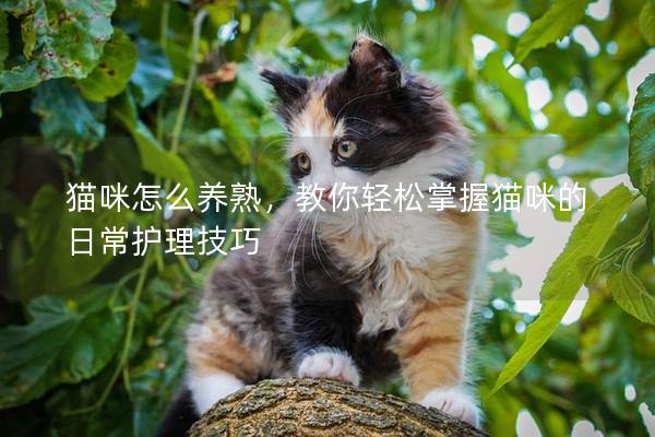 貓咪怎么養熟，教你輕松掌握貓咪的日常護理技巧