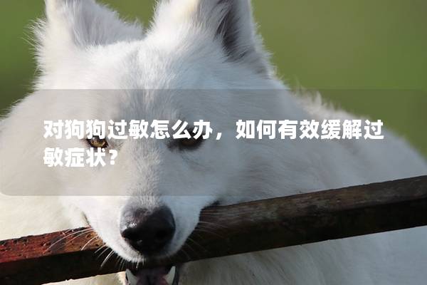 對狗狗過敏怎么辦，如何有效緩解過敏癥狀？