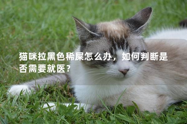 貓咪拉黑色稀屎怎么辦，如何判斷是否需要就醫(yī)？