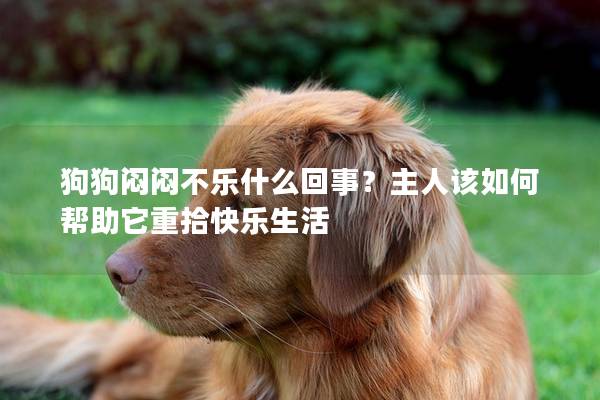 狗狗悶悶不樂什么回事?主人該如何幫助它重拾快樂生活 狗狗悶悶不樂什么回事?主人該如何幫助它重拾快樂生活