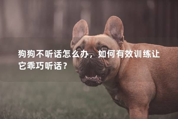 狗狗不聽話怎么辦，如何有效訓(xùn)練讓它乖巧聽話？