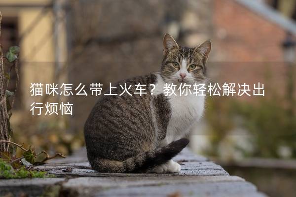貓咪怎么帶上火車？教你輕松解決出行煩惱