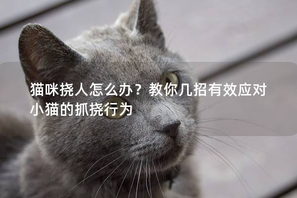 貓咪撓人怎么辦？教你幾招有效應對小貓的抓撓行為