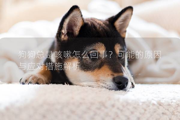 狗狗總是咳嗽怎么回事？可能的原因與應(yīng)對措施解析